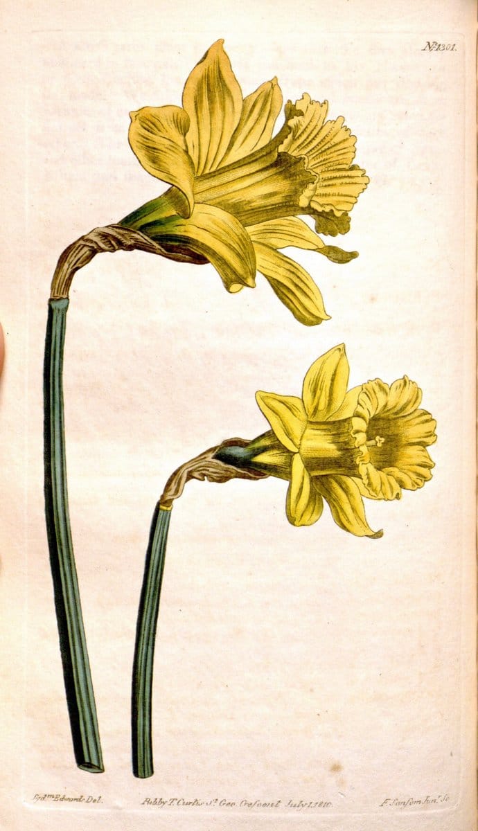 Curtis's botanical magazine. London ; New York [etc.] :Academic Press [etc.]. | "Botanical illustration" Botany Periodicals "Pictorial works" "Plants, Ornamental"  | Vintage Print Reproduction 453662