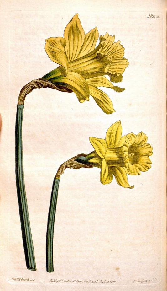 Curtis's botanical magazine. London ; New York [etc.] :Academic Press [etc.]. | "Botanical illustration" Botany Periodicals "Pictorial works" "Plants, Ornamental"  | Vintage Print Reproduction 453662