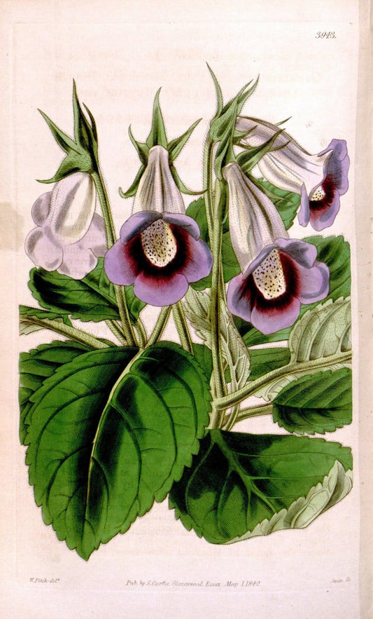 Curtis's botanical magazine. London ; New York [etc.] :Academic Press [etc.]. | "Botanical illustration" Botany Periodicals "Pictorial works" "Plants, Ornamental"  | Vintage Print Reproduction 453664
