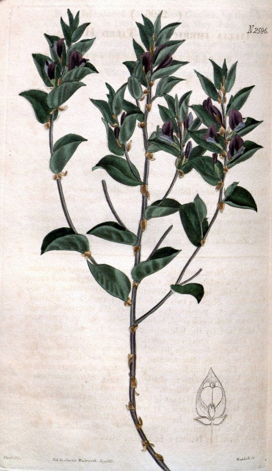 Curtis's botanical magazine. London ; New York [etc.] :Academic Press [etc.]. | "Botanical illustration" Botany Periodicals "Pictorial works" "Plants, Ornamental"  | Vintage Print Reproduction 453665