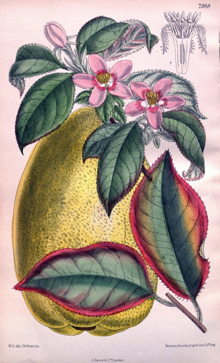 Curtis's botanical magazine. London ; New York [etc.] :Academic Press [etc.]. | "Botanical illustration" Botany Periodicals "Pictorial works" "Plants, Ornamental"  | Vintage Print Reproduction 453666