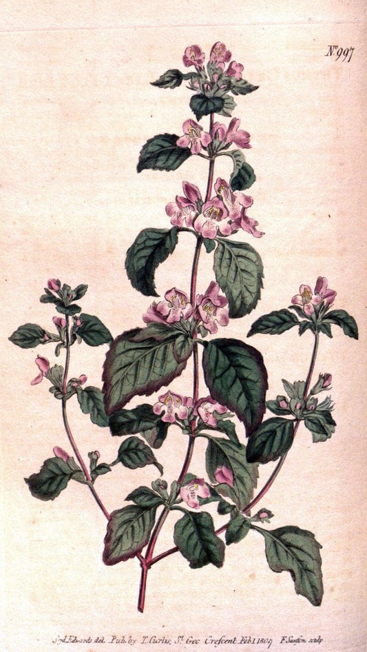 Curtis's botanical magazine. London ;New York [etc.] :Academic Press [etc.]. | Botany Periodicals "Pictorial works"  | Vintage Print Reproduction 453668