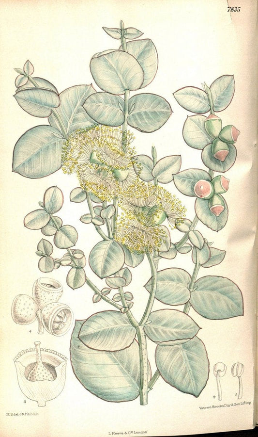 Curtis's botanical magazine. London ;New York [etc.] :Academic Press [etc.]. | Botany Periodicals "Pictorial works"  | Vintage Print Reproduction 453669
