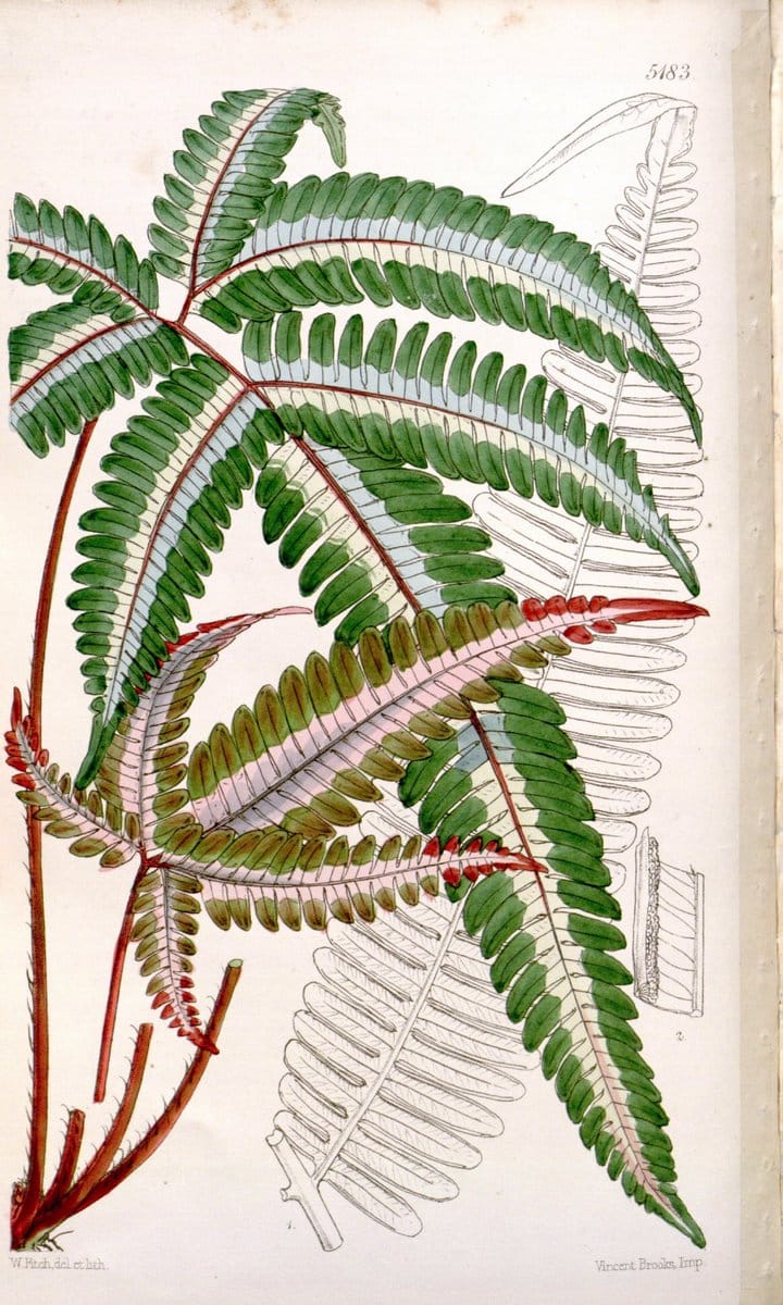Curtis's botanical magazine. London ;New York [etc.] :Academic Press [etc.]. | Botany Periodicals "Pictorial works"  | Vintage Print Reproduction 453670