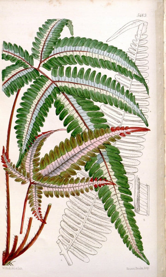 Curtis's botanical magazine. London ;New York [etc.] :Academic Press [etc.]. | Botany Periodicals "Pictorial works"  | Vintage Print Reproduction 453670