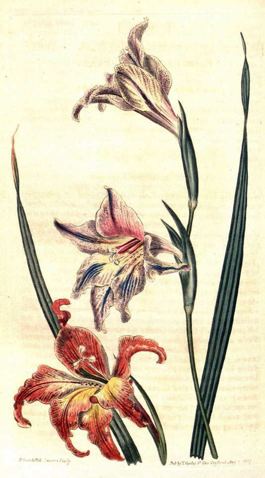 Curtis's botanical magazine. London ;New York [etc.] :Academic Press [etc.]. | Botany Periodicals "Pictorial works"  | Vintage Print Reproduction 453671