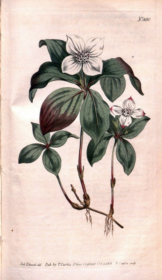 Curtis's botanical magazine. London ;New York [etc.] :Academic Press [etc.]. | Botany Periodicals "Pictorial works"  | Vintage Print Reproduction 453672
