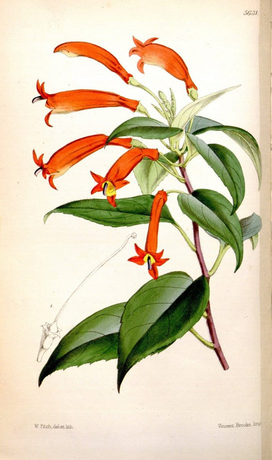 Curtis's botanical magazine. London ; New York [etc.] :Academic Press [etc.]. | "Botanical illustration" Botany Periodicals "Pictorial works" "Plants, Ornamental"  | Vintage Print Reproduction 453674