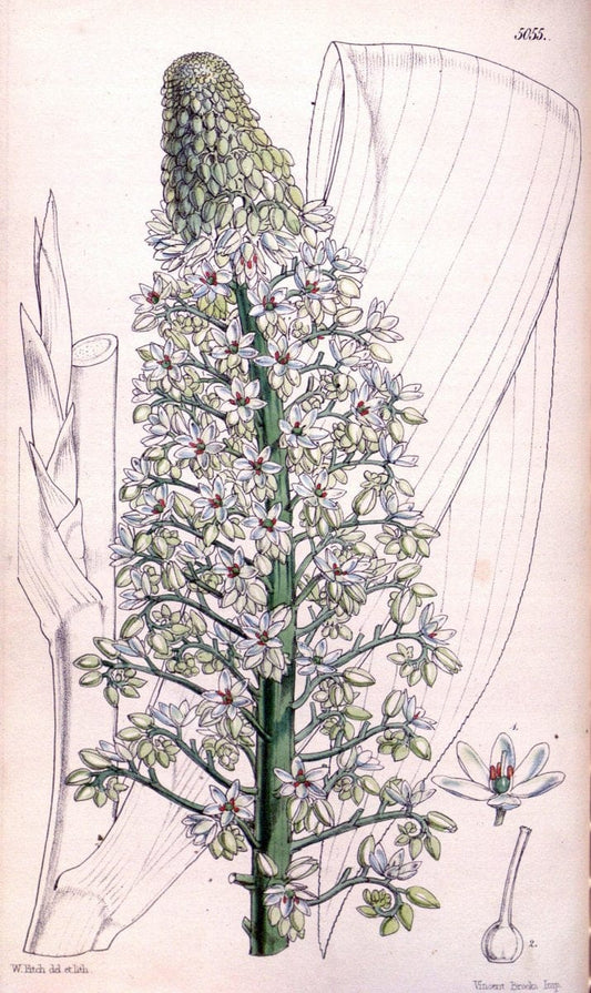Curtis's botanical magazine. London ; New York [etc.] :Academic Press [etc.]. | "Botanical illustration" Botany Periodicals "Pictorial works" "Plants, Ornamental"  | Vintage Print Reproduction 453675