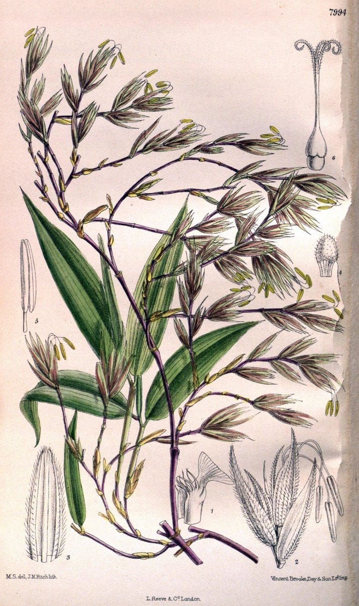 Curtis's botanical magazine. London ; New York [etc.] :Academic Press [etc.]. | "Botanical illustration" Botany Periodicals "Pictorial works" "Plants, Ornamental"  | Vintage Print Reproduction 453676