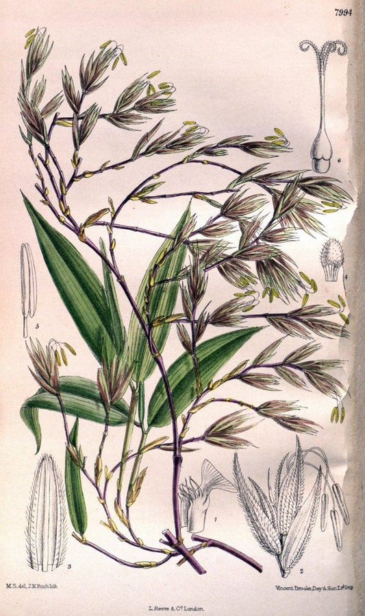 Curtis's botanical magazine. London ; New York [etc.] :Academic Press [etc.]. | "Botanical illustration" Botany Periodicals "Pictorial works" "Plants, Ornamental"  | Vintage Print Reproduction 453676