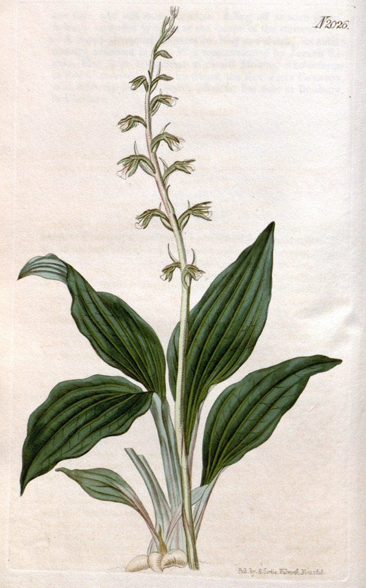 Curtis's botanical magazine. London ; New York [etc.] :Academic Press [etc.]. | "Botanical illustration" Botany Periodicals "Pictorial works" "Plants, Ornamental"  | Vintage Print Reproduction 453678
