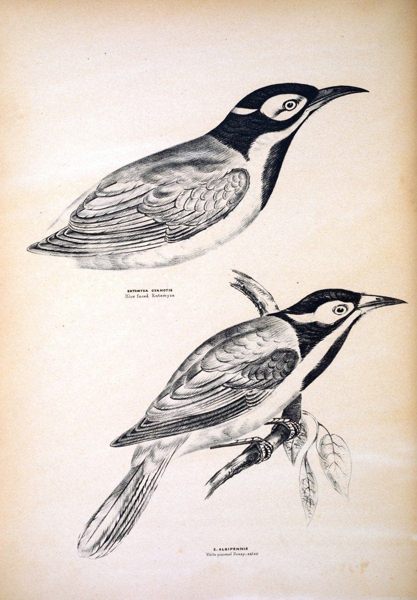Companion to Gould's Handbook; or, Synopsis of the birds of Australia. Brisbane,Thorne & Greenwell,1877.  | Australia Birds | Vintage Print Reproduction 453679