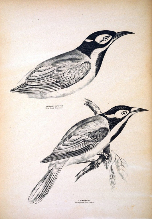 Companion to Gould's Handbook; or, Synopsis of the birds of Australia. Brisbane,Thorne & Greenwell,1877.  | Australia Birds | Vintage Print Reproduction 453679