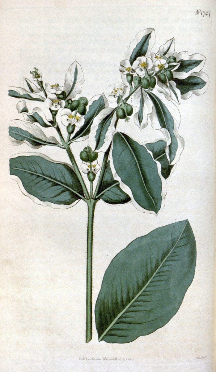 Curtis's botanical magazine. London ; New York [etc.] :Academic Press [etc.]. | "Botanical illustration" Botany Periodicals "Pictorial works" "Plants, Ornamental"  | Vintage Print Reproduction 453680