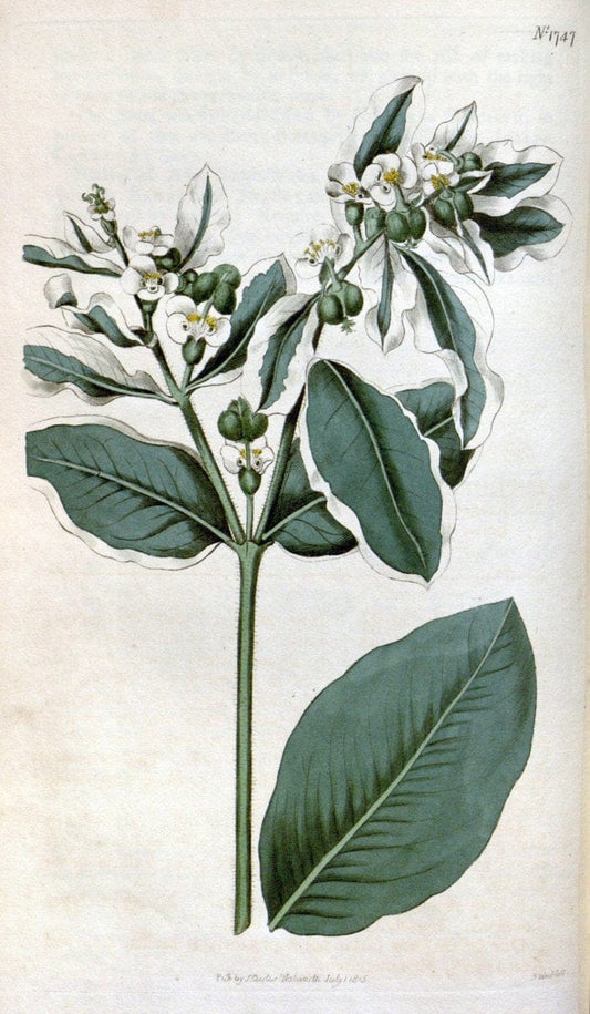 Curtis's botanical magazine. London ; New York [etc.] :Academic Press [etc.]. | "Botanical illustration" Botany Periodicals "Pictorial works" "Plants, Ornamental"  | Vintage Print Reproduction 453680