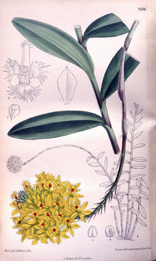 Curtis's botanical magazine. London ; New York [etc.] :Academic Press [etc.]. | "Botanical illustration" Botany Periodicals "Pictorial works" "Plants, Ornamental"  | Vintage Print Reproduction 453682