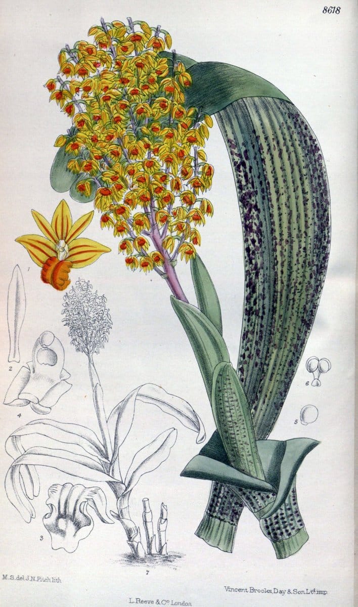 Curtis's botanical magazine. London ; New York [etc.] :Academic Press [etc.]. | "Botanical illustration" Botany Periodicals "Pictorial works" "Plants, Ornamental"  | Vintage Print Reproduction 453683
