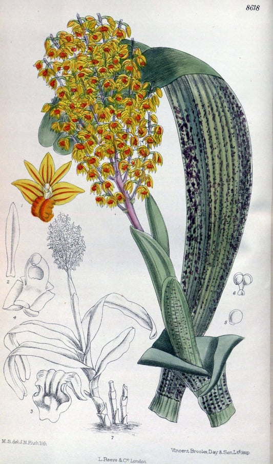 Curtis's botanical magazine. London ; New York [etc.] :Academic Press [etc.]. | "Botanical illustration" Botany Periodicals "Pictorial works" "Plants, Ornamental"  | Vintage Print Reproduction 453683