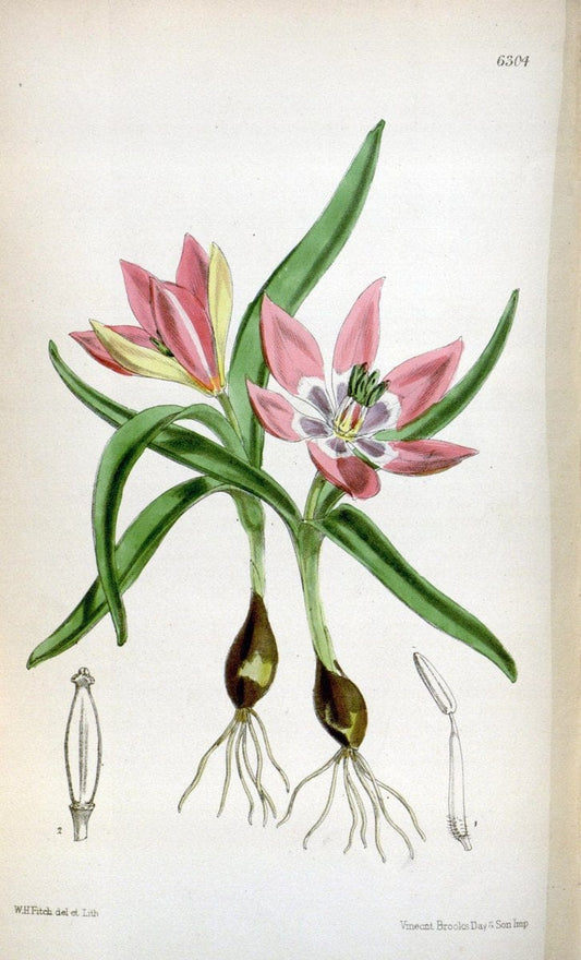 Curtis's botanical magazine. London ; New York [etc.] :Academic Press [etc.]. | "Botanical illustration" Botany Periodicals "Pictorial works" "Plants, Ornamental"  | Vintage Print Reproduction 453684