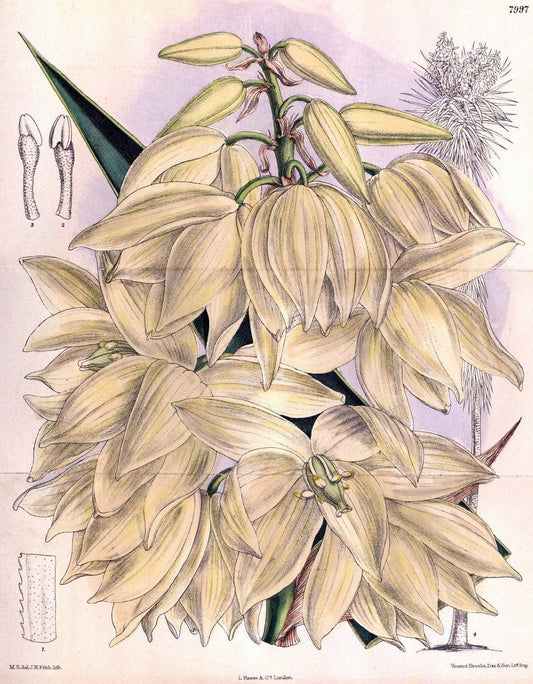 Curtis's botanical magazine. London ; New York [etc.] :Academic Press [etc.]. | "Botanical illustration" Botany Periodicals "Pictorial works" "Plants, Ornamental"  | Vintage Print Reproduction 453685