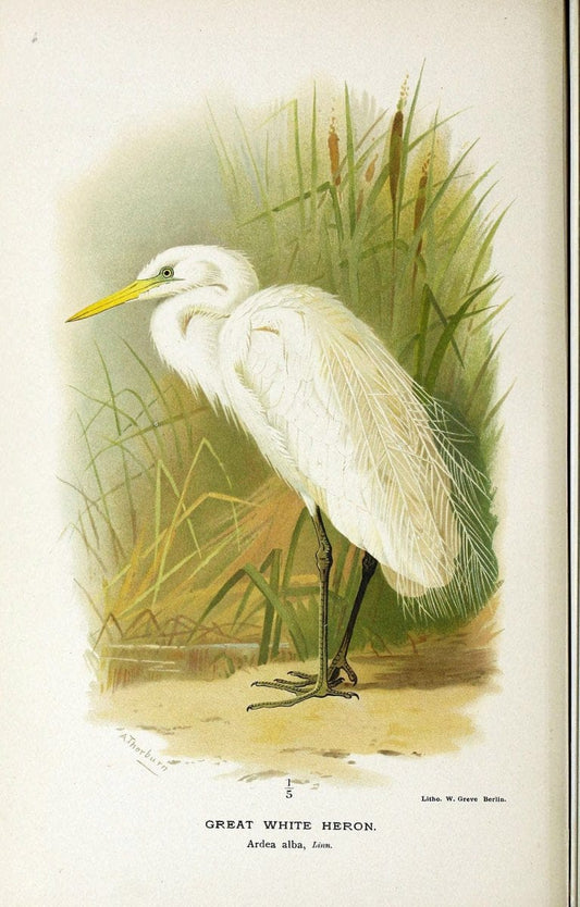 Coloured figures of the birds of the British Islands / issued by Lord Lilford. London :R | Birds "Great Britain" "Pictorial works"  | Vintage Print Reproduction 453687