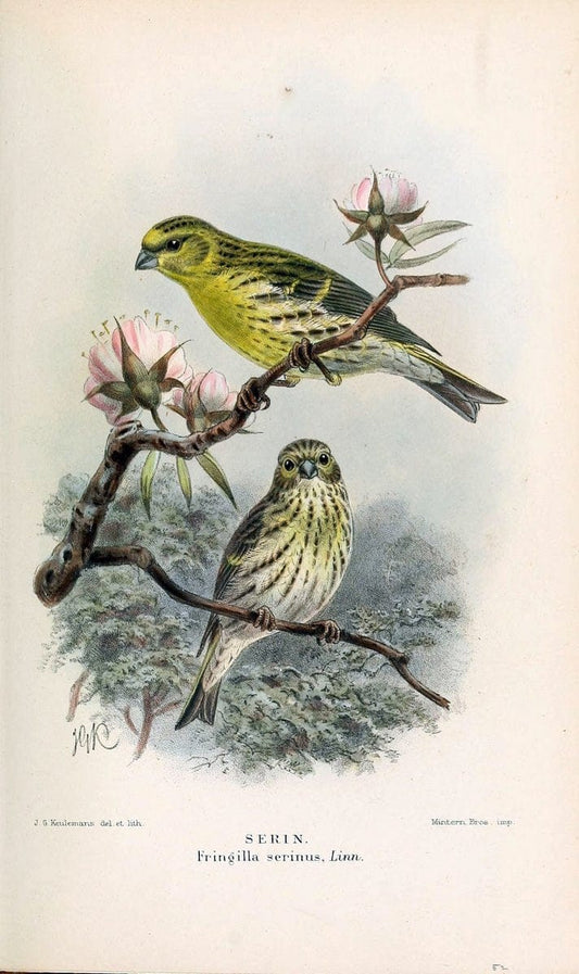 Coloured figures of the birds of the British Islands / issued by Lord Lilford. London :R | 59.82(42) Birds "Great Britain" "Pictorial works"  | Vintage Print Reproduction 453689
