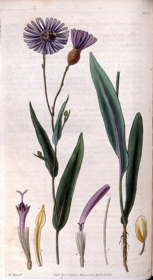Curtis's botanical magazine. London ; New York [etc.] :Academic Press [etc.]. | "Botanical illustration" Botany Periodicals "Pictorial works" "Plants, Ornamental"  | Vintage Print Reproduction 453690