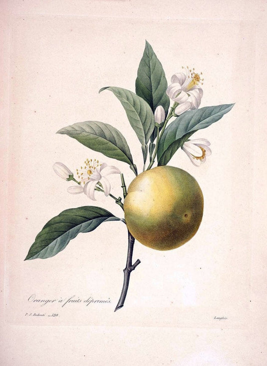 Choix des plus belles fleurs :.Paris:Ernest Panckoucke,[1833].. |  | Vintage Print Reproduction 453691