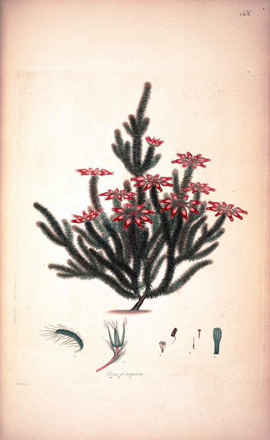 Coloured engravings of heaths :.London :Published by the Author. Printed by T. Bensley,1802-09 [1830]. |  | Vintage Print Reproduction 453692