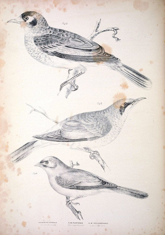 Companion to Gould's Handbook; or, Synopsis of the birds of Australia. Brisbane,Thorne & Greenwell,1877.  | Australia Birds | Vintage Print Reproduction 453693