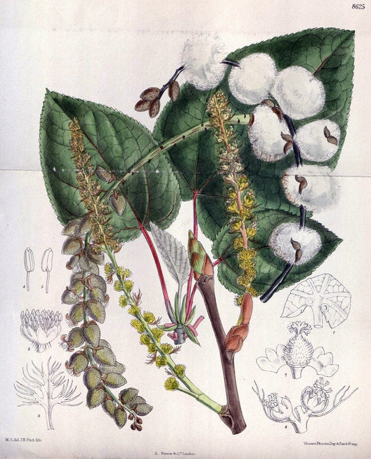 Curtis's botanical magazine. London ; New York [etc.] :Academic Press [etc.]. | "Botanical illustration" Botany Periodicals "Pictorial works" "Plants, Ornamental"  | Vintage Print Reproduction 453694