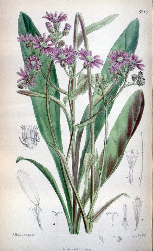 Curtis's botanical magazine. London ; New York [etc.] :Academic Press [etc.]. | "Botanical illustration" Botany Periodicals "Pictorial works" "Plants, Ornamental"  | Vintage Print Reproduction 453695