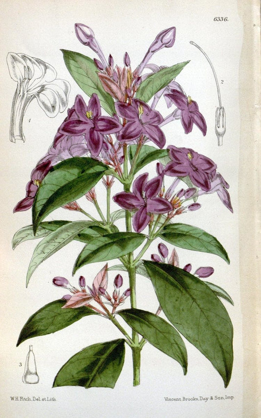 Curtis's botanical magazine. London ; New York [etc.] :Academic Press [etc.]. | "Botanical illustration" Botany Periodicals "Pictorial works" "Plants, Ornamental"  | Vintage Print Reproduction 453696