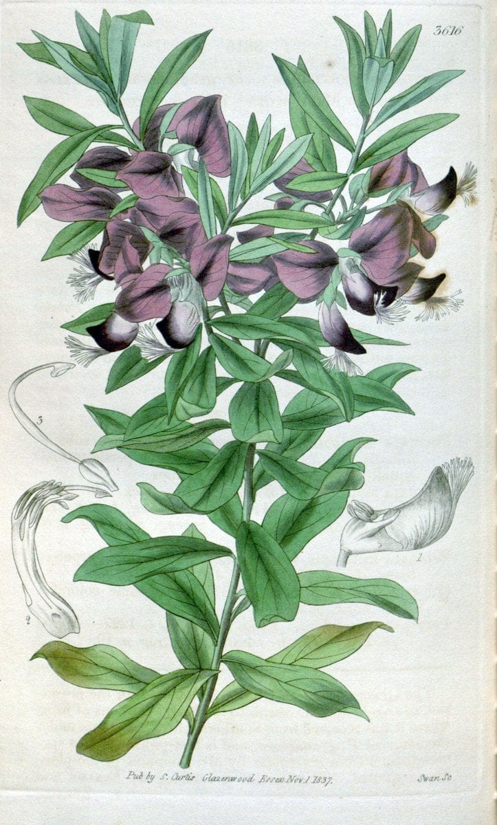 Curtis's botanical magazine. London ; New York [etc.] :Academic Press [etc.]. | "Botanical illustration" Botany Periodicals "Pictorial works" "Plants, Ornamental"  | Vintage Print Reproduction 453697