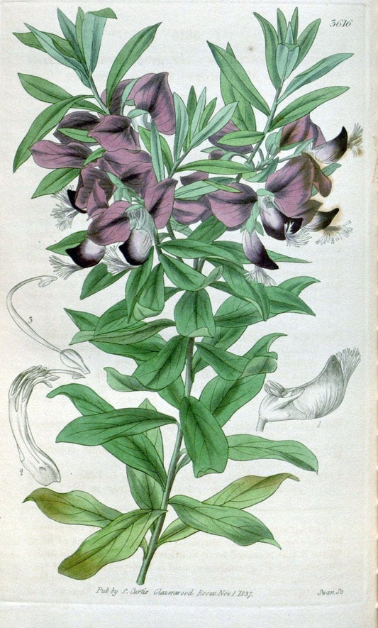 Curtis's botanical magazine. London ; New York [etc.] :Academic Press [etc.]. | "Botanical illustration" Botany Periodicals "Pictorial works" "Plants, Ornamental"  | Vintage Print Reproduction 453697