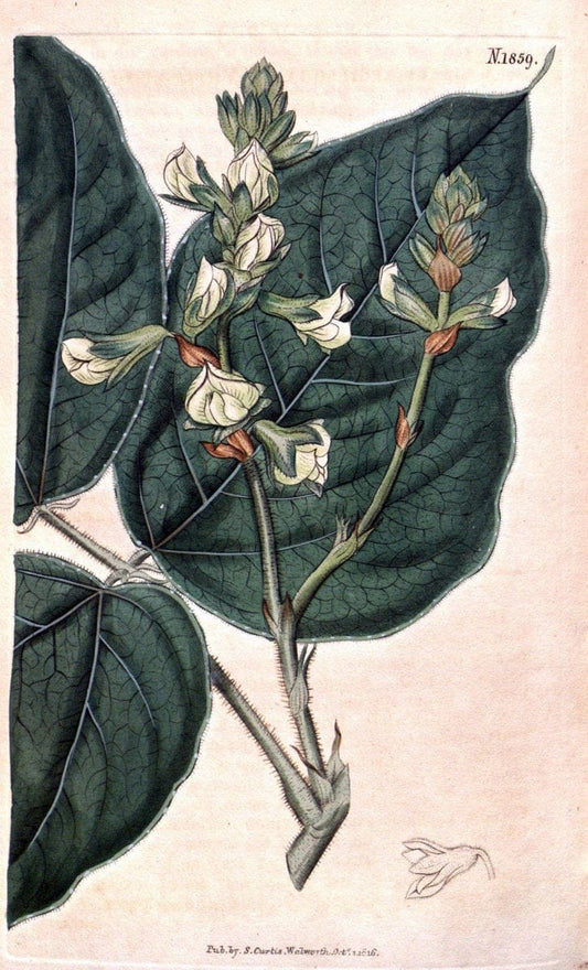 Curtis's botanical magazine. London ; New York [etc.] :Academic Press [etc.]. | "Botanical illustration" Botany Periodicals "Pictorial works" "Plants, Ornamental"  | Vintage Print Reproduction 453698
