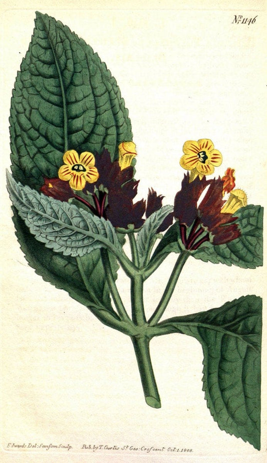 Curtis's botanical magazine. London ; New York [etc.] :Academic Press [etc.]. | "Botanical illustration" Botany Periodicals "Pictorial works" "Plants, Ornamental"  | Vintage Print Reproduction 453699