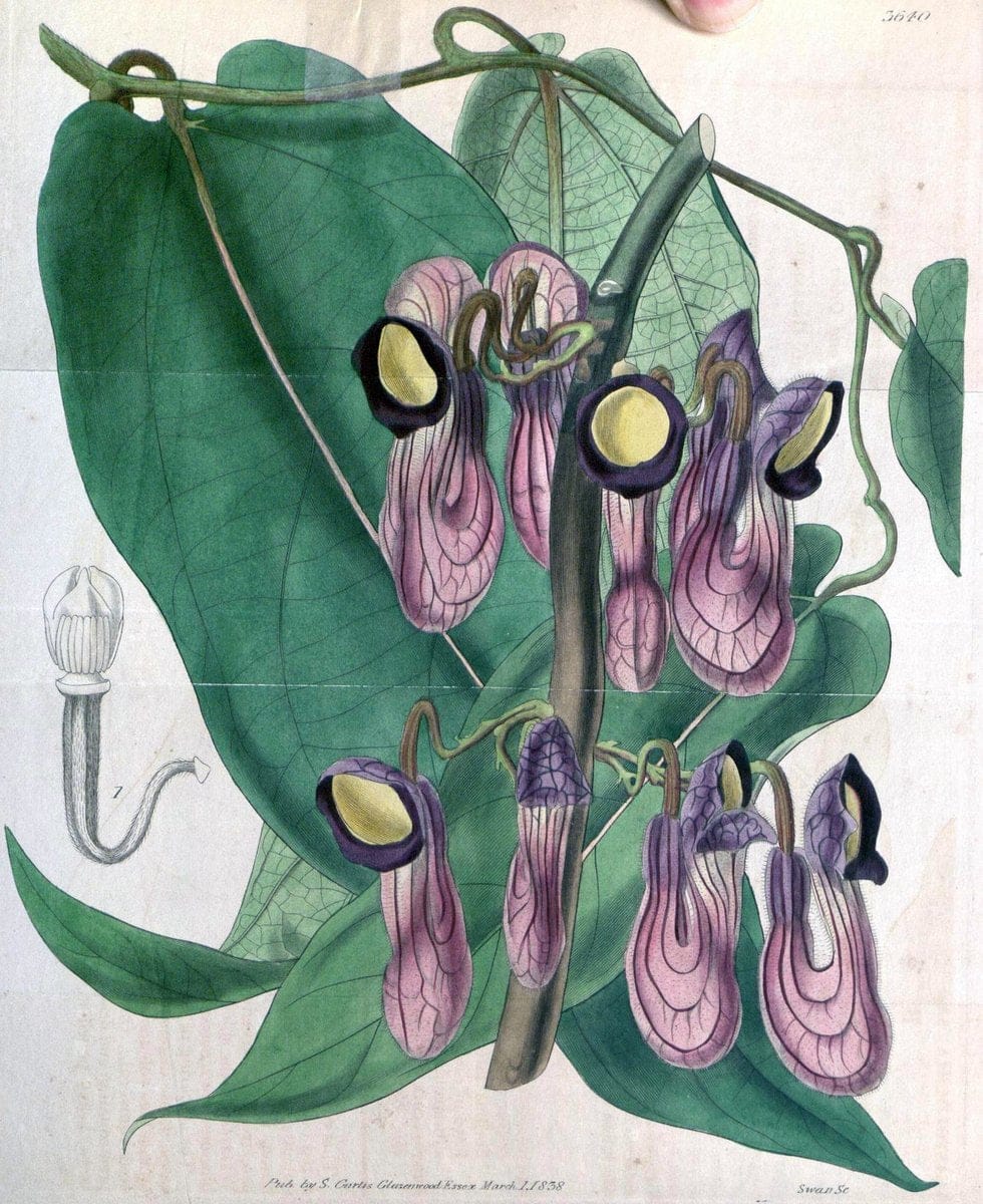 Curtis's botanical magazine..London ;New York [etc.] :Academic Press [etc.]. |  | Vintage Print Reproduction 453700