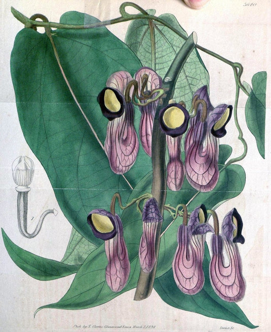 Curtis's botanical magazine..London ;New York [etc.] :Academic Press [etc.]. |  | Vintage Print Reproduction 453700