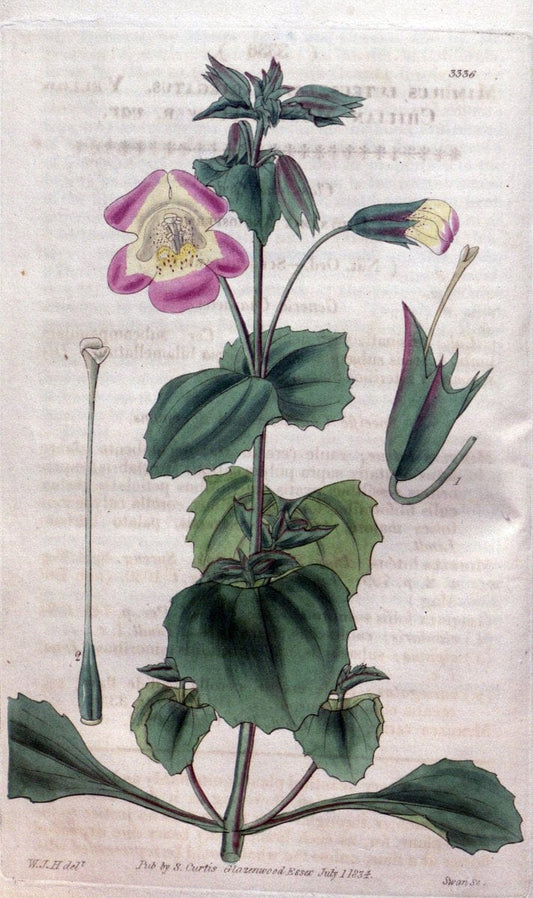 Curtis's botanical magazine..London ;New York [etc.] :Academic Press [etc.]. |  | Vintage Print Reproduction 453702