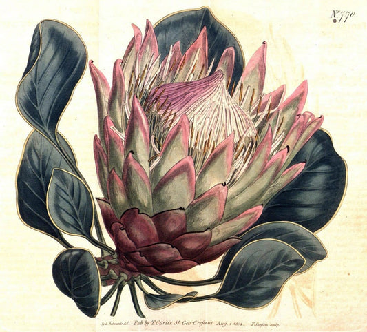 Curtis's botanical magazine..London ;New York [etc.] :Academic Press [etc.]. |  | Vintage Print Reproduction 453703
