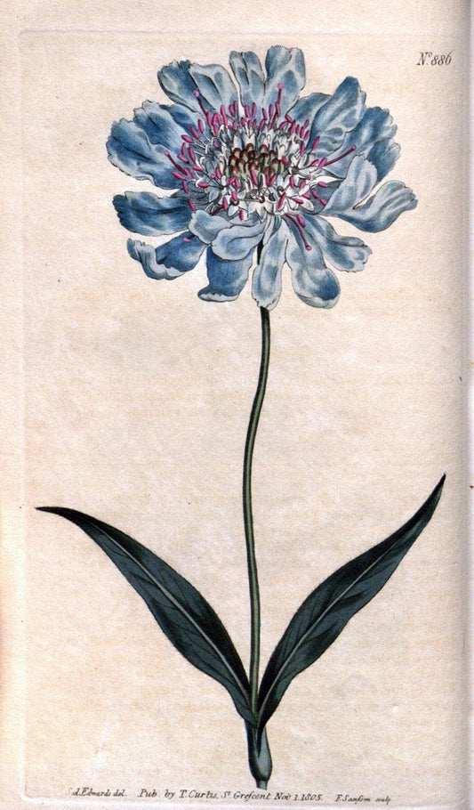 Curtis's botanical magazine. London ;New York [etc.] :Academic Press [etc.]. | Botany Periodicals "Pictorial works"  | Vintage Print Reproduction 453704