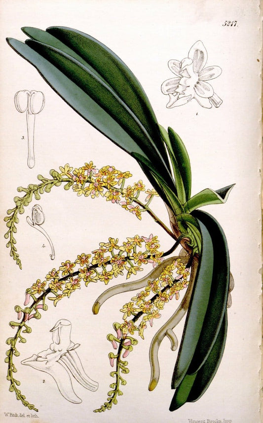 Curtis's botanical magazine. London ;New York [etc.] :Academic Press [etc.]. | Botany Periodicals "Pictorial works"  | Vintage Print Reproduction 453706