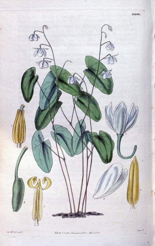 Curtis's botanical magazine. London ;New York [etc.] :Academic Press [etc.]. | Botany Periodicals "Pictorial works"  | Vintage Print Reproduction 453708