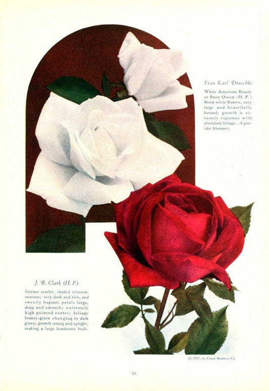 Chase fruit and flowers in natural colorsRochester, N.Y.,Chase brothers company[c1922] | Vintage Print Reproduction 453709