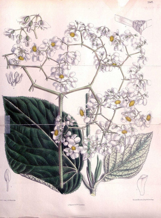 Curtis's botanical magazine. London ; New York [etc.] :Academic Press [etc.]. | "Botanical illustration" Botany Periodicals "Pictorial works" "Plants, Ornamental"  | Vintage Print Reproduction 453710