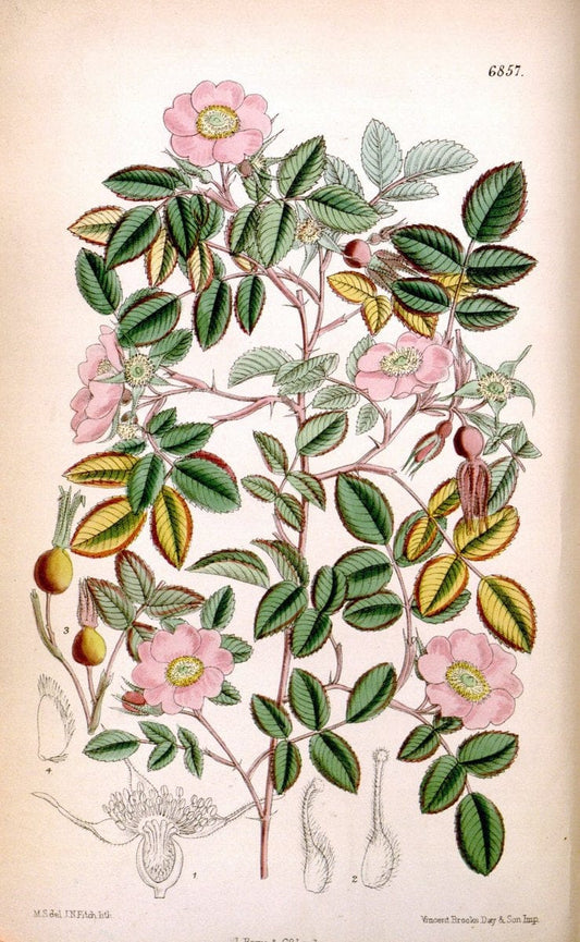 Curtis's botanical magazine. London ; New York [etc.] :Academic Press [etc.]. | "Botanical illustration" Botany Periodicals "Pictorial works" "Plants, Ornamental"  | Vintage Print Reproduction 453712