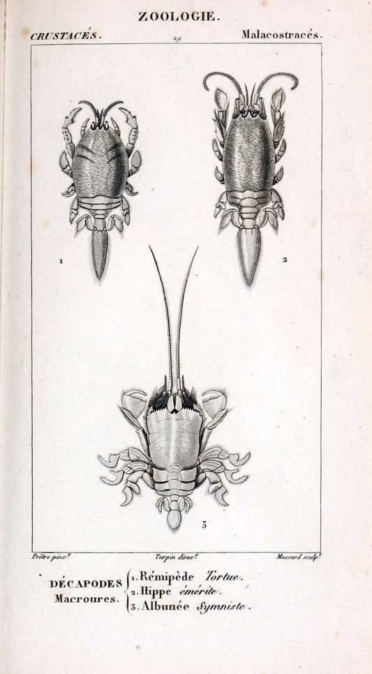 ConsidÃ©rations gÃ©nÃ©rales sur la classe des crustacÃ©s :.Paris :F.G. Levrault,1825.  | Crustacea France Zoology  | Vintage Print Reproduction 453713