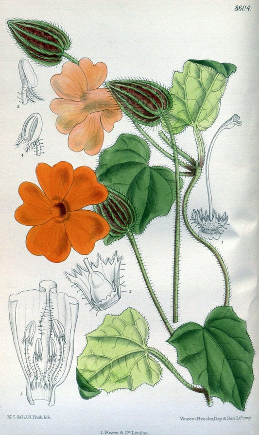 Curtis's botanical magazine. London ; New York [etc.] :Academic Press [etc.]. | "Botanical illustration" Botany Periodicals "Pictorial works" "Plants, Ornamental"  | Vintage Print Reproduction 453714